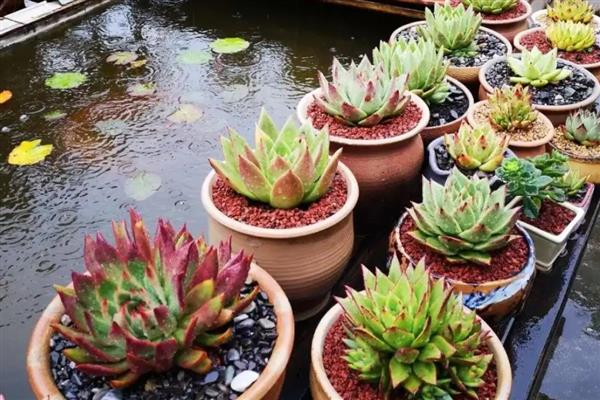 多肉长黑色霉菌怎么处理,需及时停止浇水