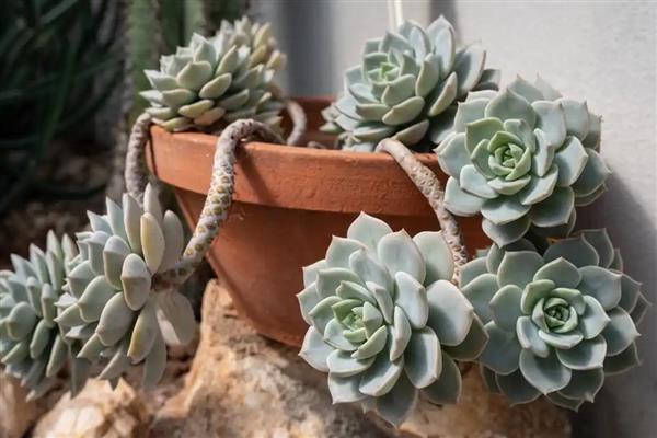 多肉长黑色霉菌怎么处理,需及时停止浇水