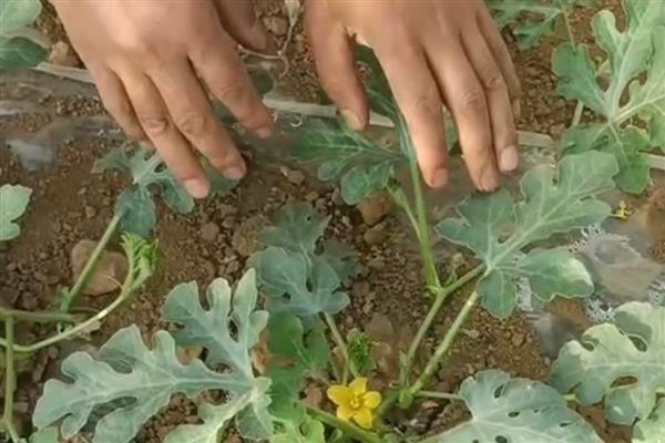 西瓜定植后如何管理,定植后前三天一般不放风
