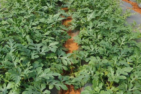 西瓜定植后如何管理,定植后前三天一般不放风