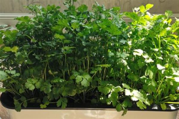 盆栽香菜长的细的原因,可能是肥料不适所致