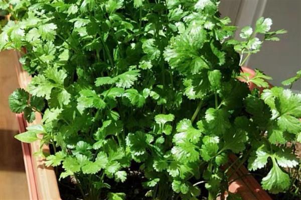 盆栽香菜长的细的原因,可能是肥料不适所致