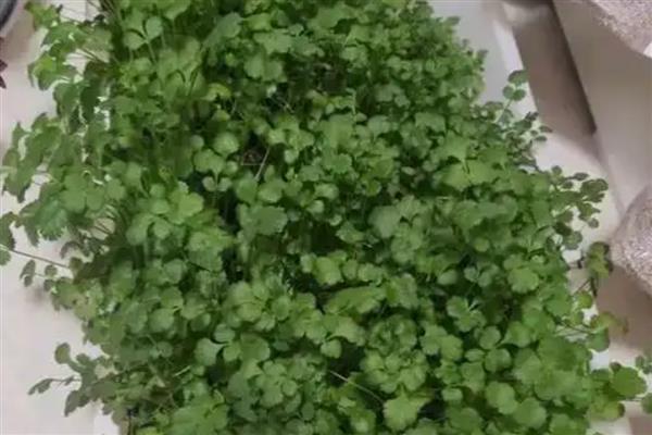 盆栽香菜长的细的原因,可能是肥料不适所致