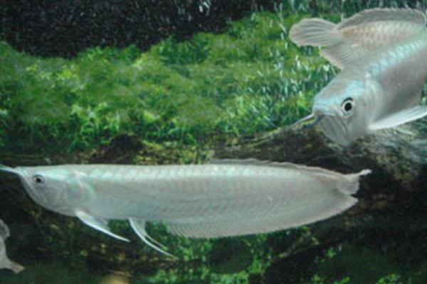 银龙鱼沉底的原因及解决方法，可能是受到惊吓所致