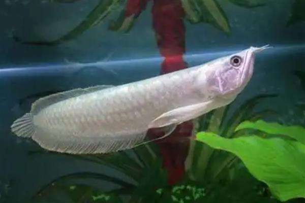 银龙鱼沉底的原因及解决方法，可能是受到惊吓所致