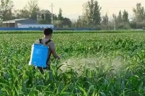 毒死蜱的相关知识，属中毒农药