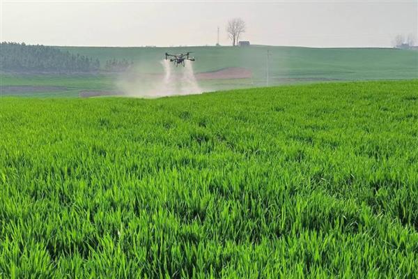 毒死蜱的相关知识，属中毒农药