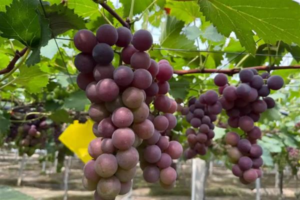 不能给狗狗吃的食物,常见的有巧克力、酒精等