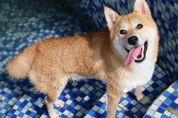 不能给狗狗吃的食物,常见的有巧克力、酒精等