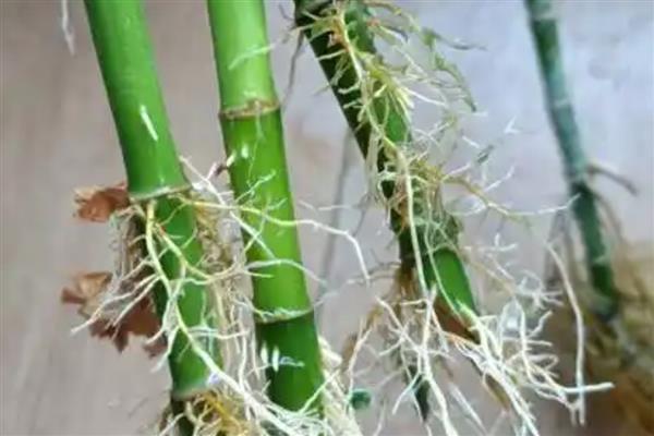 富贵竹叶子变黄怎么处理，建议将其放置在通风的环境中养护