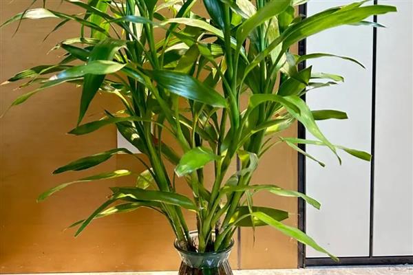 富贵竹叶子变黄怎么处理，建议将其放置在通风的环境中养护