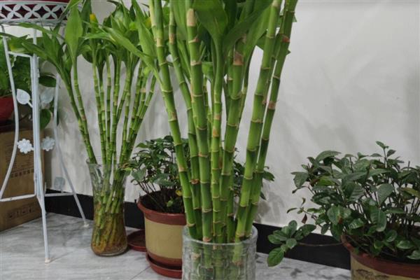 富贵竹叶子变黄怎么处理，建议将其放置在通风的环境中养护