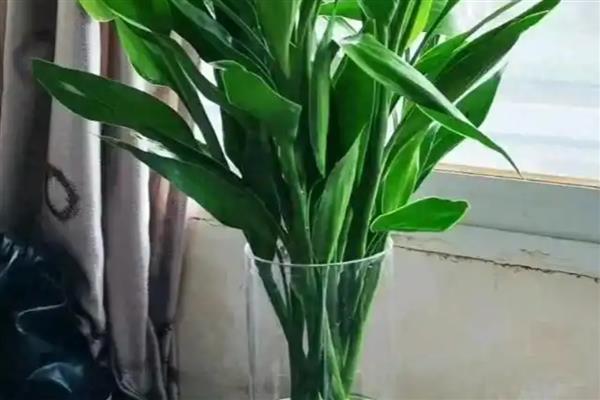 富贵竹叶子变黄怎么处理，建议将其放置在通风的环境中养护