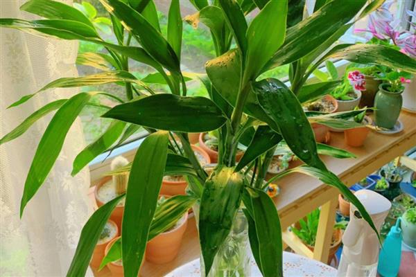 富贵竹叶子变黄怎么处理，建议将其放置在通风的环境中养护