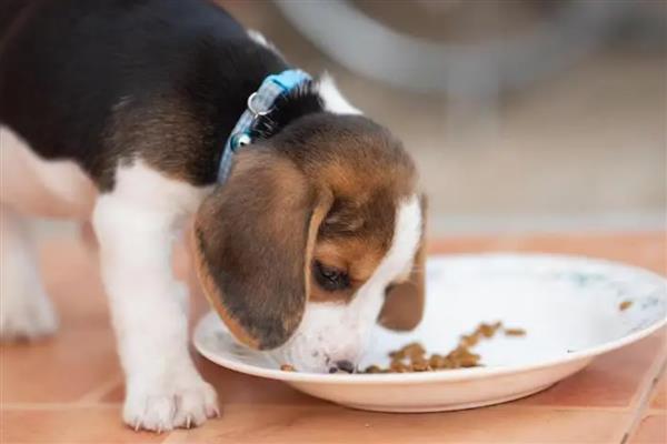 怎么喂养幼犬,尽可能让它们喝足母乳