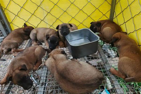 怎么喂养幼犬,尽可能让它们喝足母乳