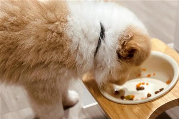 怎么喂养幼犬,尽可能让它们喝足母乳