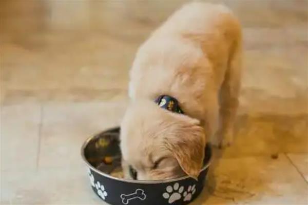 怎么喂养幼犬,尽可能让它们喝足母乳