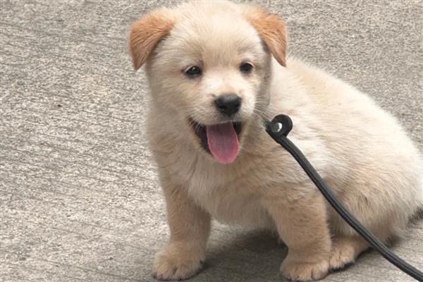 怎么喂养幼犬,尽可能让它们喝足母乳