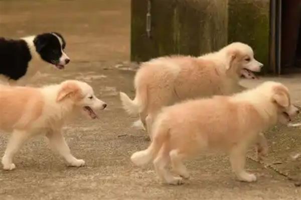 怎么喂养幼犬,尽可能让它们喝足母乳