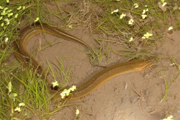 泥鳅不喂食能活多长时间，有的可以存活1个月以上