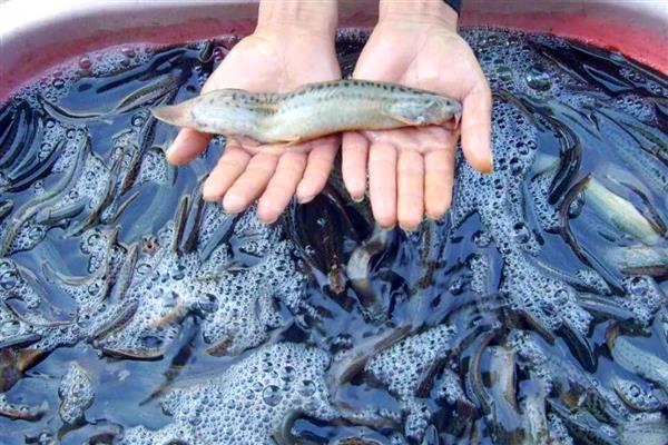 泥鳅不喂食能活多长时间，有的可以存活1个月以上