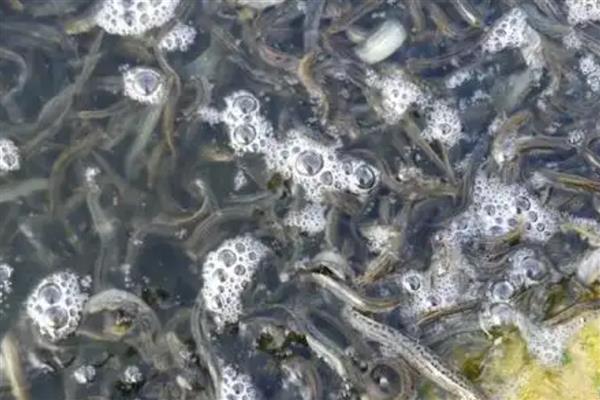 泥鳅不喂食能活多长时间，有的可以存活1个月以上