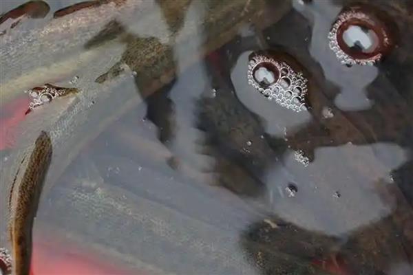 泥鳅不喂食能活多长时间，有的可以存活1个月以上