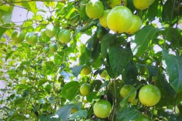 百香果皱果的原因，病害、虫害等均会导致