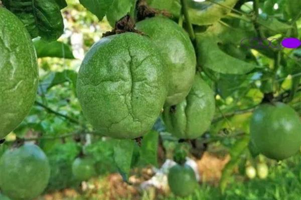 百香果皱果的原因，病害、虫害等均会导致