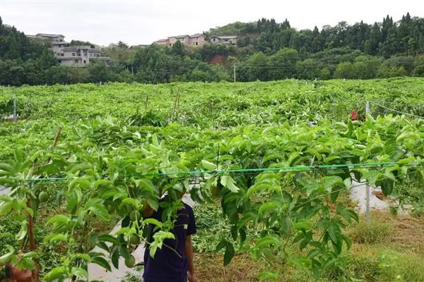 百香果皱果的原因，病害、虫害等均会导致