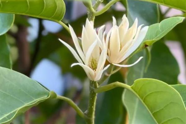 白兰的寓意，寓意纯洁、高贵等