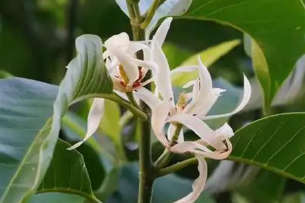 白兰的寓意，寓意纯洁、高贵等