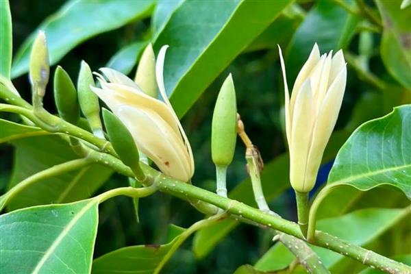 白兰的寓意，寓意纯洁、高贵等