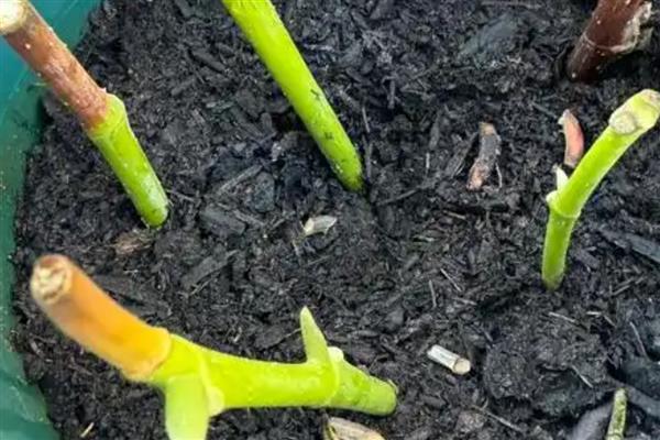 白兰的寓意，寓意纯洁、高贵等