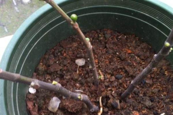 白兰的寓意，寓意纯洁、高贵等