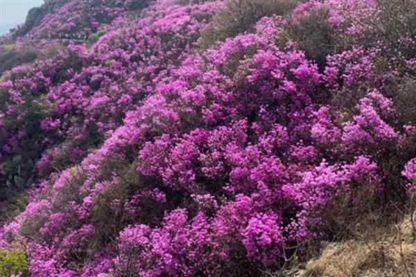 大连大黑山杜鹃花的开花时间，在4月下旬-5月中旬之间