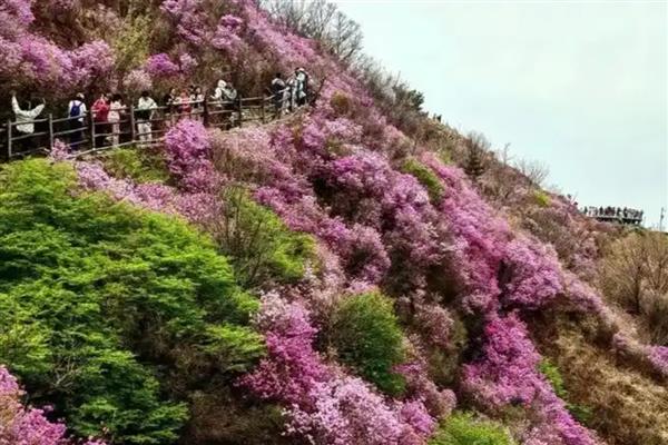 大连大黑山杜鹃花的开花时间，在4月下旬-5月中旬之间