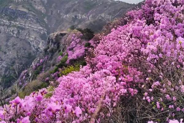 大连大黑山杜鹃花的开花时间，在4月下旬-5月中旬之间