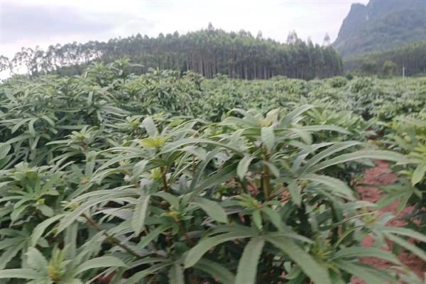 五指毛桃的种植前景,种植前景是很不错的