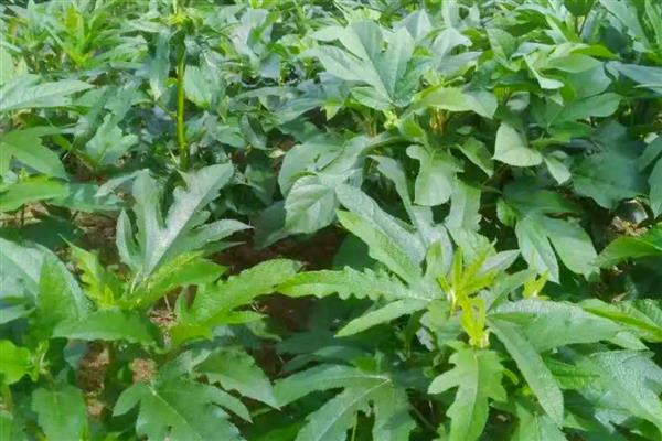 五指毛桃的种植前景,种植前景是很不错的