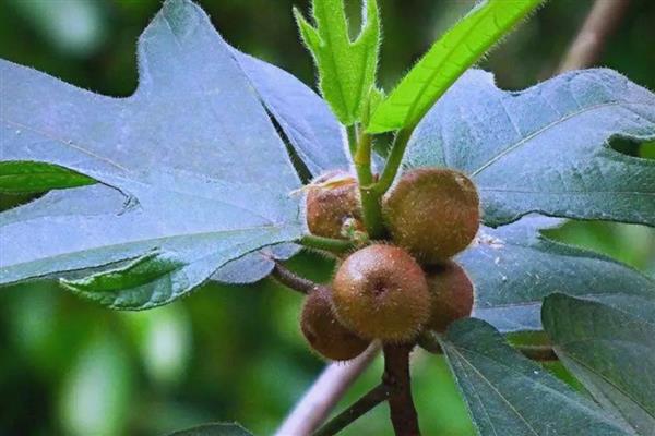 五指毛桃的种植前景,种植前景是很不错的