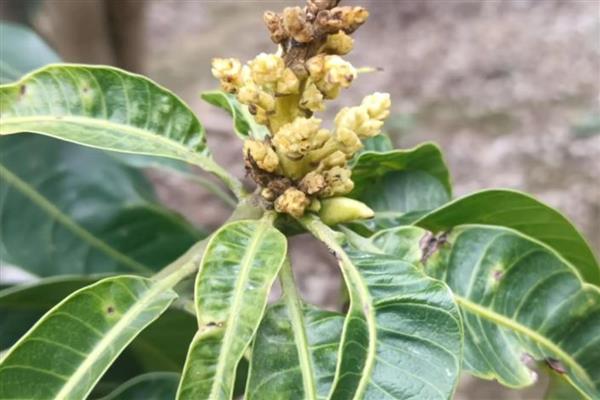 芒果霜霉病的发病条件,花朵挤在一起容易形成霜霉病