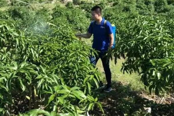 芒果霜霉病的发病条件,花朵挤在一起容易形成霜霉病