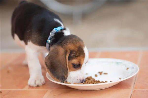狗狗患有皮肤病能吃什么,尽量准备易消化的食物