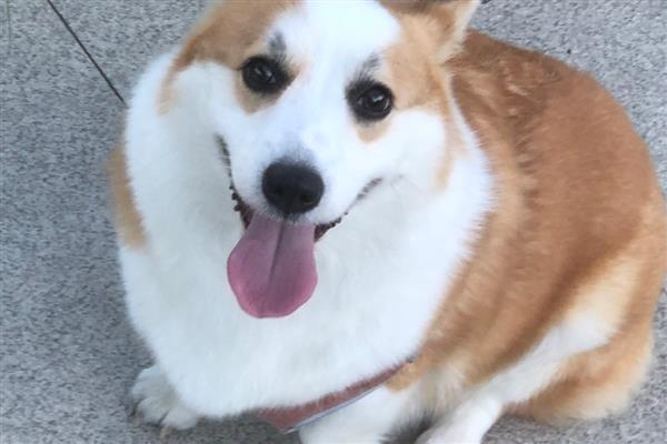 狗狗患有皮肤病能吃什么,尽量准备易消化的食物