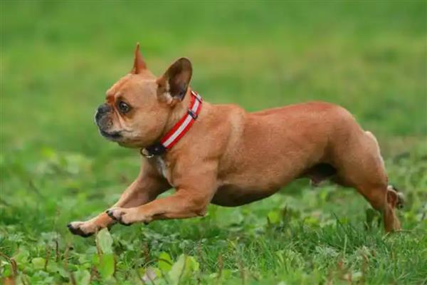 狗狗患有皮肤病能吃什么,尽量准备易消化的食物