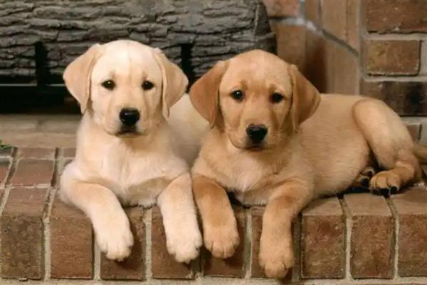 狗狗患有皮肤病能吃什么,尽量准备易消化的食物