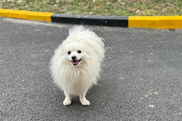 狗狗患有皮肤病能吃什么,尽量准备易消化的食物
