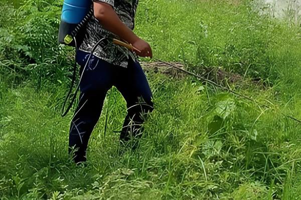 草甘膦如何使用效果好，要在杂草生长旺盛时用药